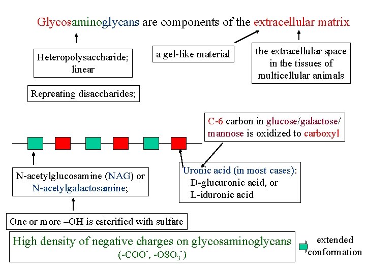 Glycosaminoglycans are components of the extracellular matrix Heteropolysaccharide; linear a gel-like material the extracellular