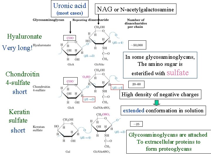 Uronic acid (most cases) NAG or N-acetylgalactosamine Hyaluronate Very long! In some glycosaminoglycans, The