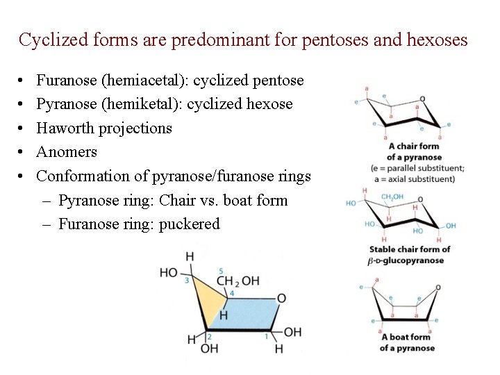 Cyclized forms are predominant for pentoses and hexoses • • • Furanose (hemiacetal): cyclized