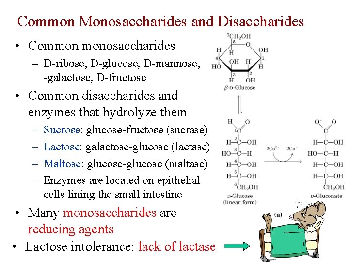 Common Monosaccharides and Disaccharides • Common monosaccharides – D-ribose, D-glucose, D-mannose, D -galactose, D-fructose