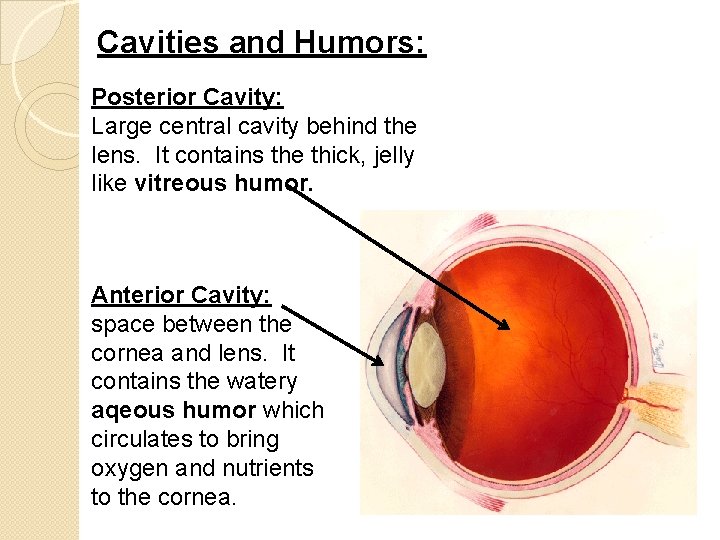 Cavities and Humors: Posterior Cavity: Large central cavity behind the lens. It contains the