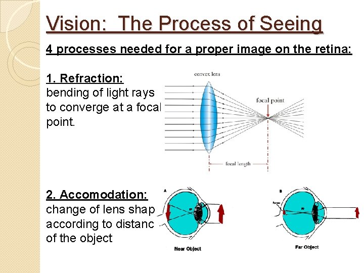 Vision: The Process of Seeing 4 processes needed for a proper image on the