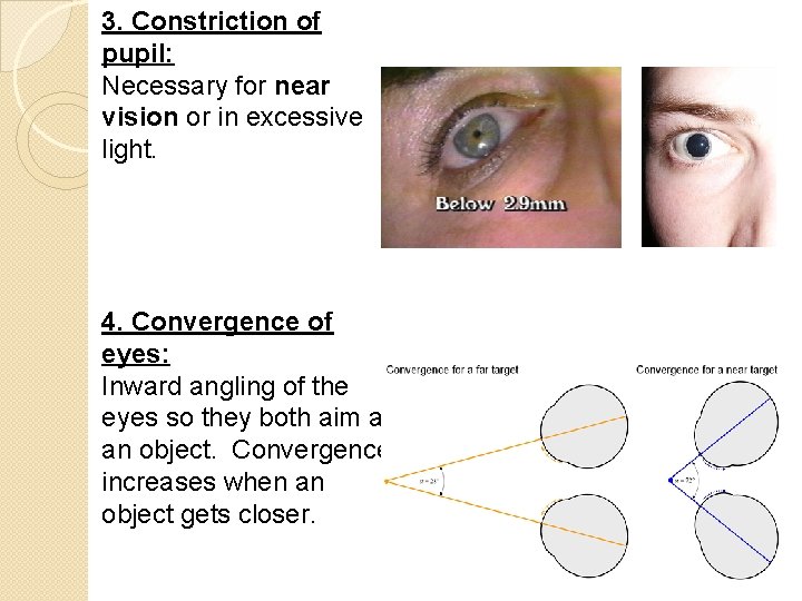 3. Constriction of pupil: Necessary for near vision or in excessive light. 4. Convergence