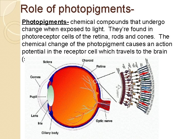 Role of photopigments. Photopigments- chemical compounds that undergo change when exposed to light. They’re