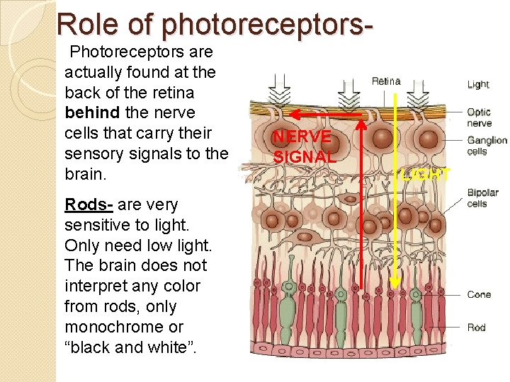 Role of photoreceptors. Photoreceptors are actually found at the back of the retina behind