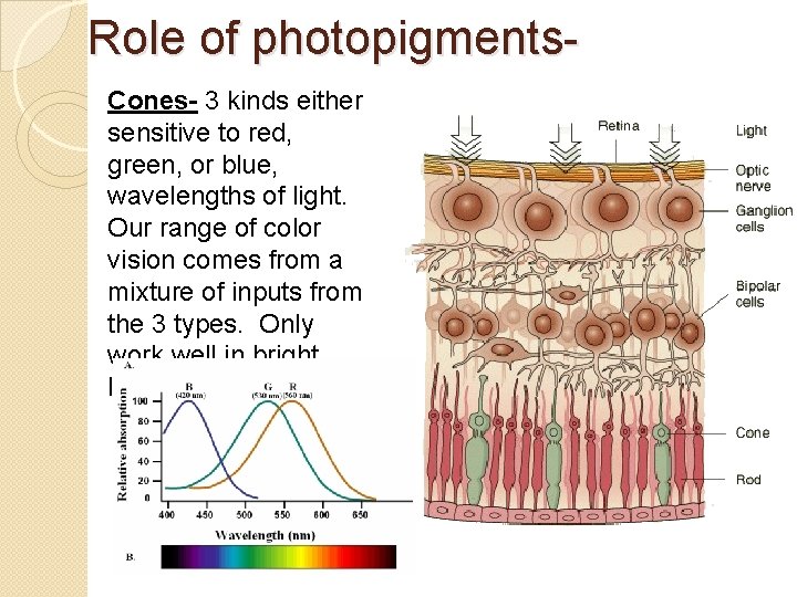 Role of photopigments. Cones- 3 kinds either sensitive to red, green, or blue, wavelengths