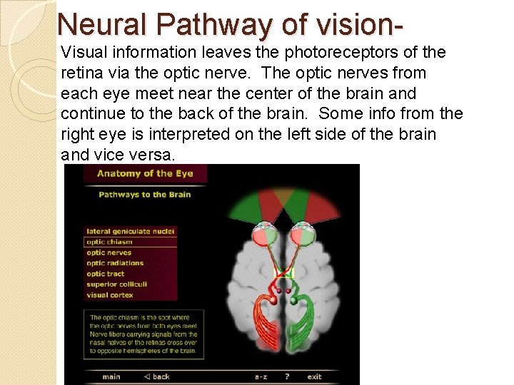 Neural Pathway of vision- Visual information leaves the photoreceptors of the retina via the