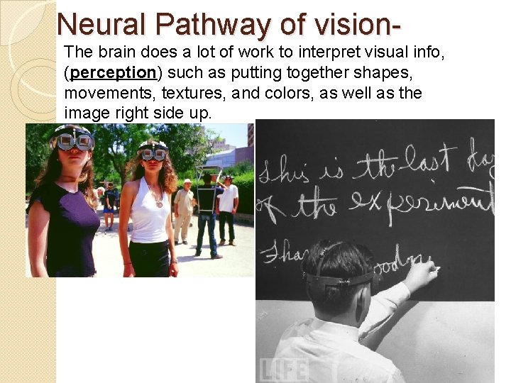 Neural Pathway of vision- The brain does a lot of work to interpret visual