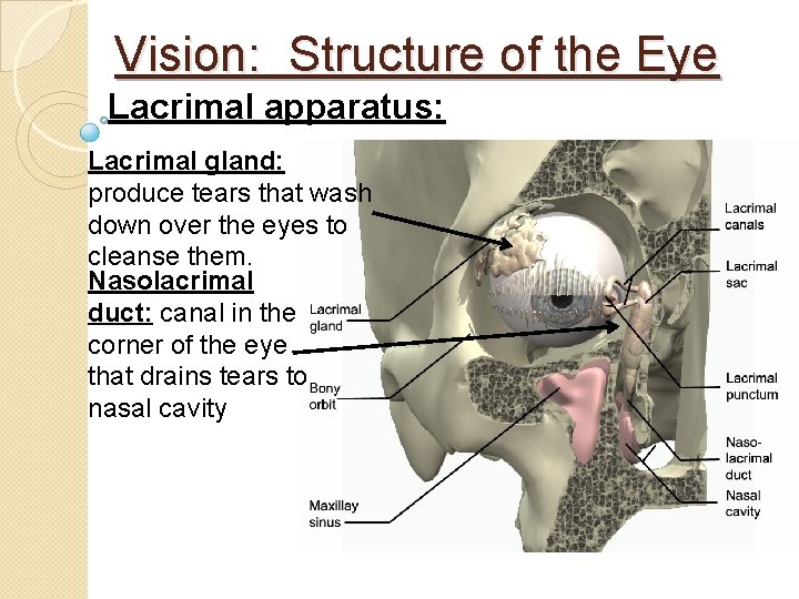 Vision: Structure of the Eye Lacrimal apparatus: Lacrimal gland: produce tears that wash down