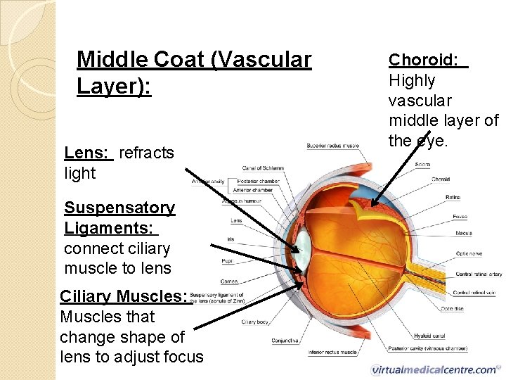 Middle Coat (Vascular Layer): Lens: refracts light Suspensatory Ligaments: connect ciliary muscle to lens