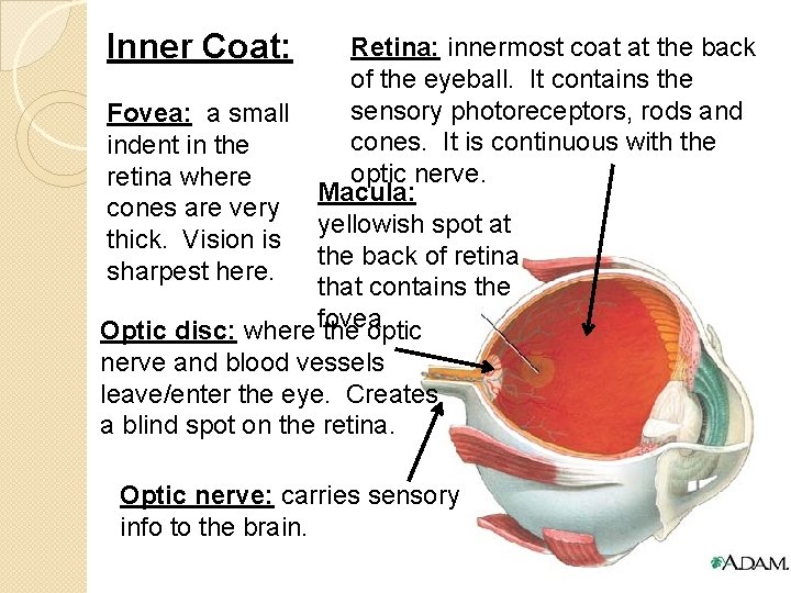 Inner Coat: Retina: innermost coat at the back of the eyeball. It contains the