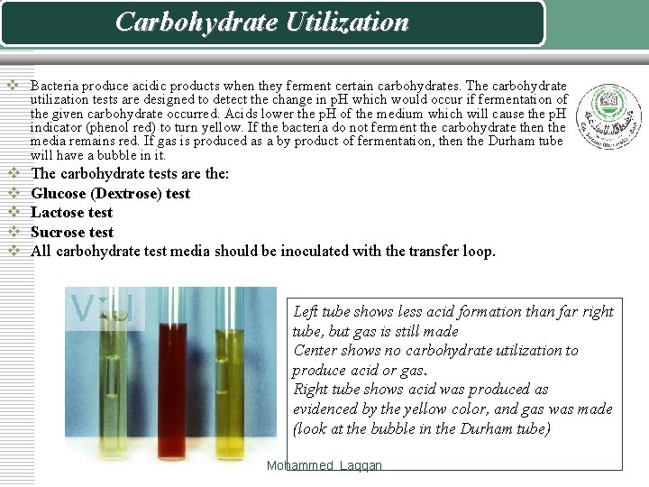 Carbohydrate Utilization v Bacteria produce acidic products when they ferment certain carbohydrates. The carbohydrate