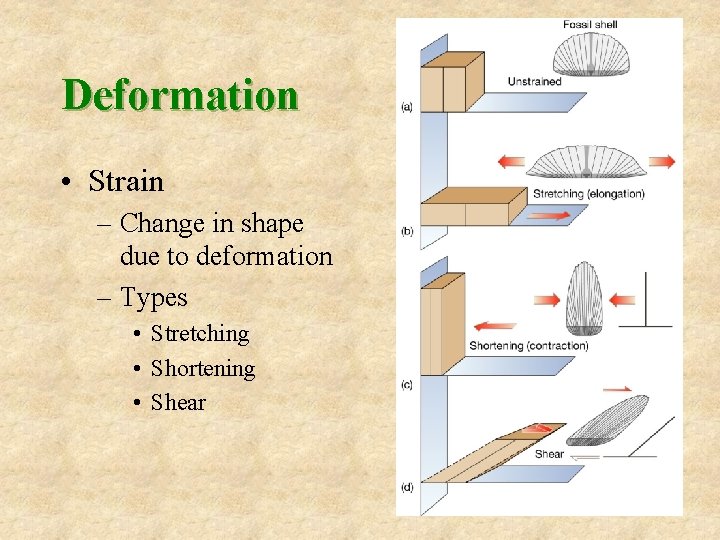 Deformation • Strain – Change in shape due to deformation – Types • Stretching