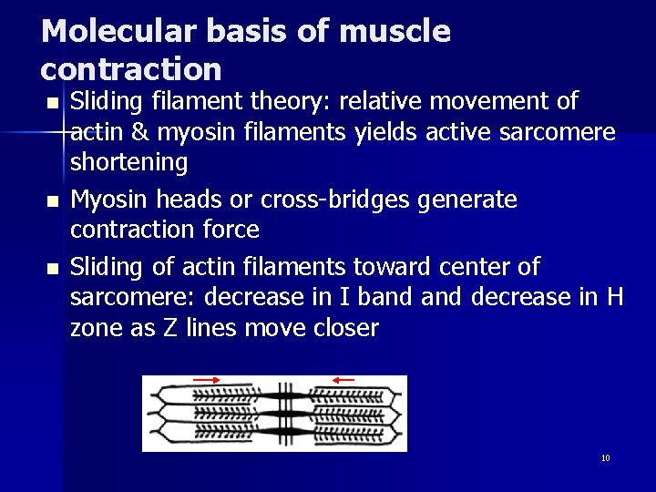 Molecular basis of muscle contraction n Sliding filament theory: relative movement of actin &