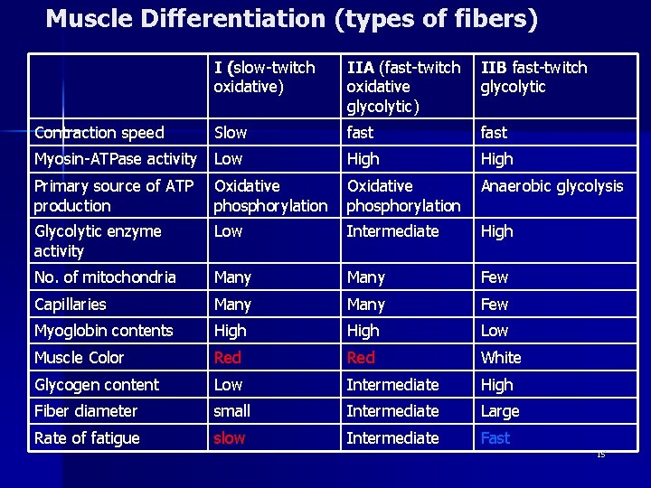 Muscle Differentiation (types of fibers) I (slow-twitch oxidative) IIA (fast-twitch oxidative glycolytic) IIB fast-twitch