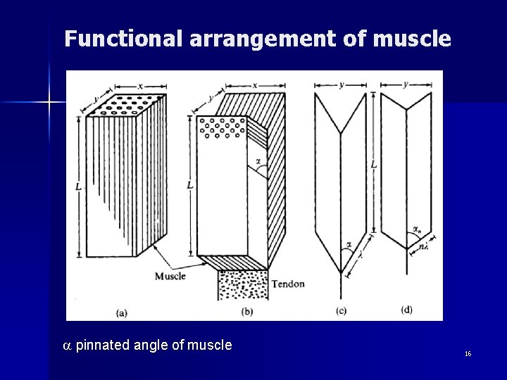 Functional arrangement of muscle a pinnated angle of muscle 16 