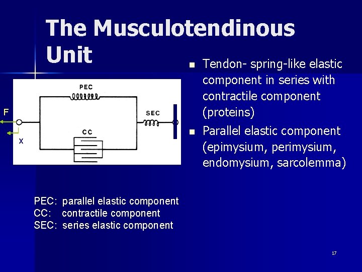 The Musculotendinous Unit Tendon- spring-like elastic n component in series with contractile component (proteins)