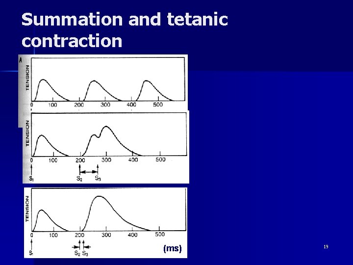 Summation and tetanic contraction (ms) 19 