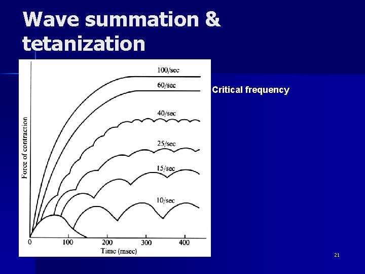 Wave summation & tetanization Critical frequency 21 