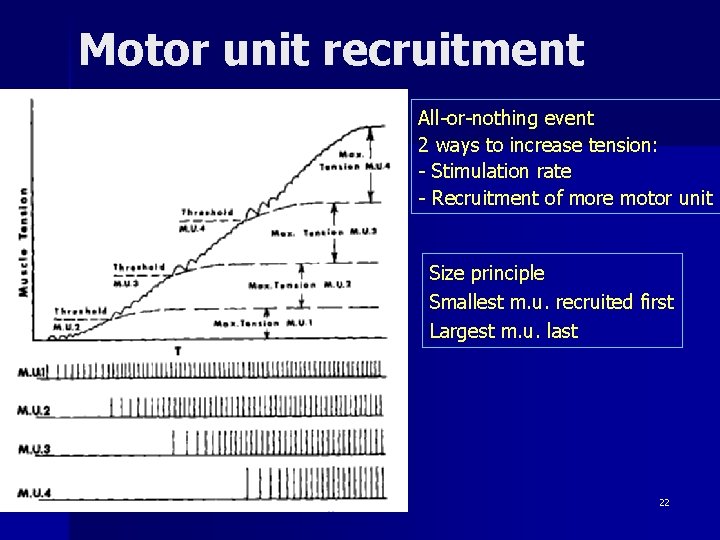 Motor unit recruitment All-or-nothing event 2 ways to increase tension: - Stimulation rate -