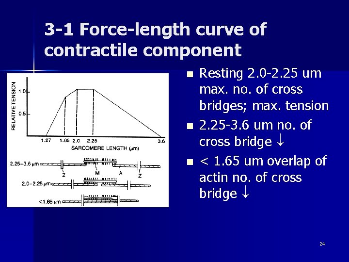 3 -1 Force-length curve of contractile component n n n Resting 2. 0 -2.