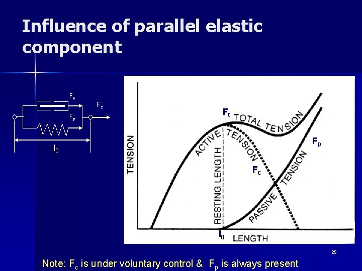 Influence of parallel elastic component Fc Ft Fp l 0 Fc l 0 25