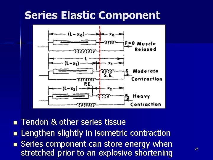 Series Elastic Component n n n Tendon & other series tissue Lengthen slightly in
