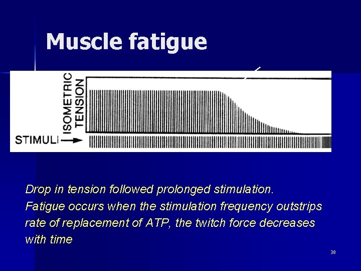 Muscle fatigue Drop in tension followed prolonged stimulation. Fatigue occurs when the stimulation frequency