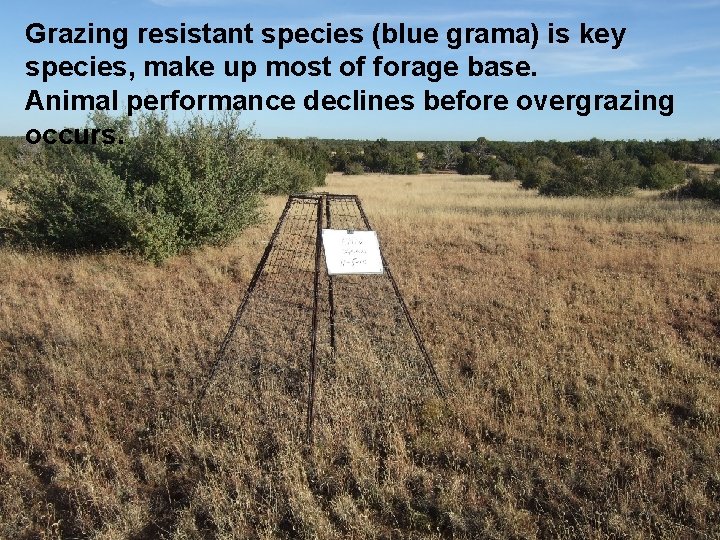 Grazing resistant species (blue grama) is key species, make up most of forage base.