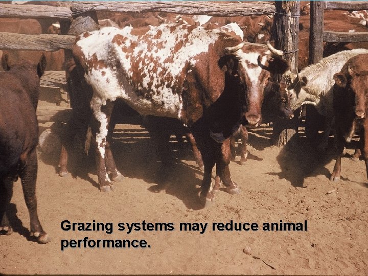 Grazing systems may reduce animal performance. 