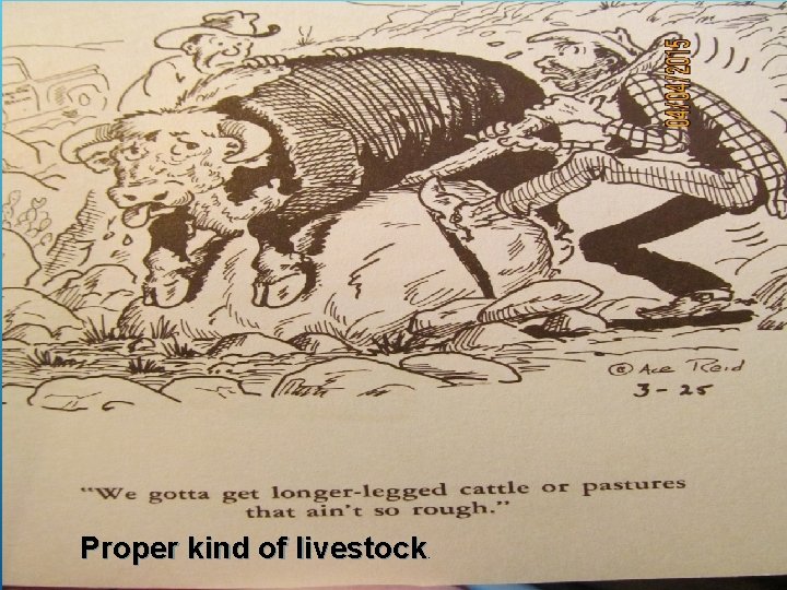 Proper kind of livestock . 