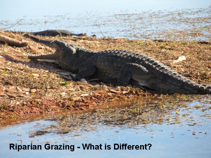 Riparian Grazing - What is Different? 