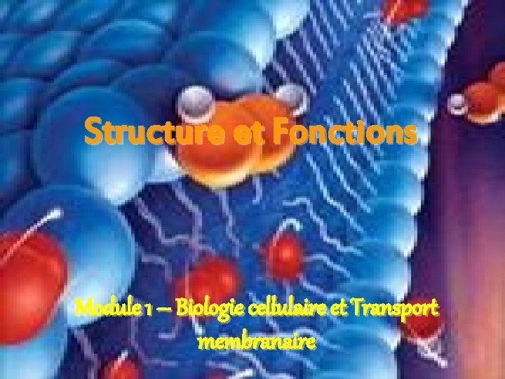 Structure et Fonctions Module 1 – Biologie cellulaire et Transport membranaire 