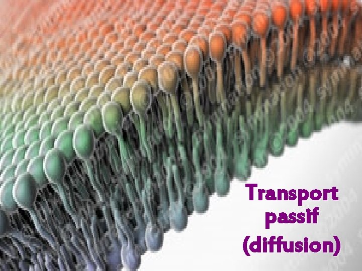 Transport passif (diffusion) 