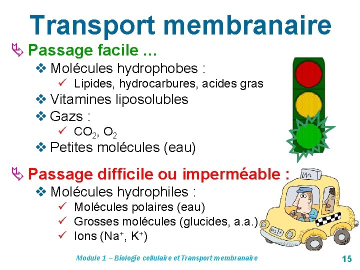 Transport membranaire Passage facile … v Molécules hydrophobes : ü Lipides, hydrocarbures, acides gras