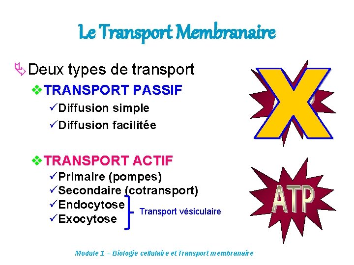 Le Transport Membranaire Deux types de transport v. TRANSPORT PASSIF üDiffusion simple üDiffusion facilitée