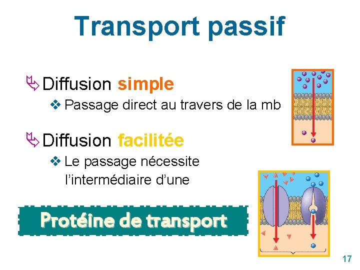 Transport passif Diffusion simple v Passage direct au travers de la mb Diffusion facilitée