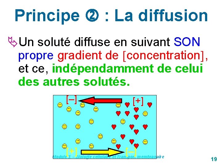 Principe : La diffusion Un soluté diffuse en suivant SON propre gradient de concentration