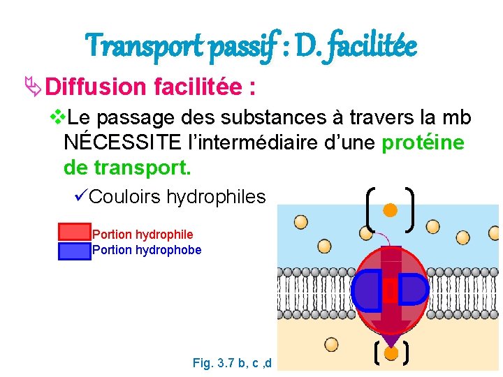 Transport passif : D. facilitée Diffusion facilitée : v. Le passage des substances à