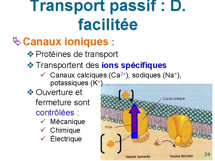 Structure Et Fonctions Chapitre 3 Module 1 Biologie