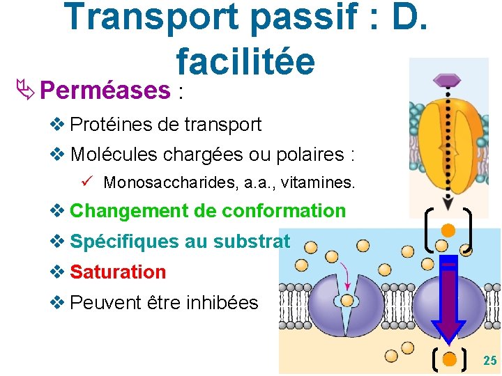 Transport passif : D. facilitée Perméases : v Protéines de transport v Molécules chargées