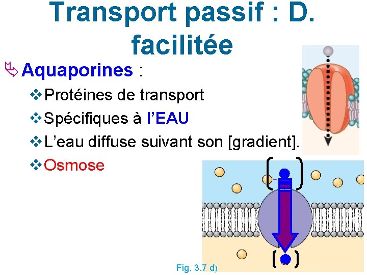 Transport passif : D. facilitée Aquaporines : v Protéines de transport v Spécifiques à