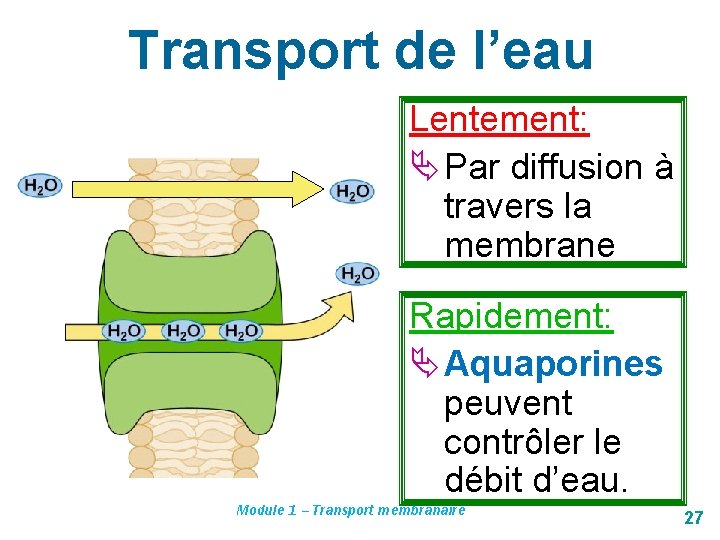 Transport de l’eau Lentement: Par diffusion à travers la membrane Rapidement: Aquaporines peuvent contrôler