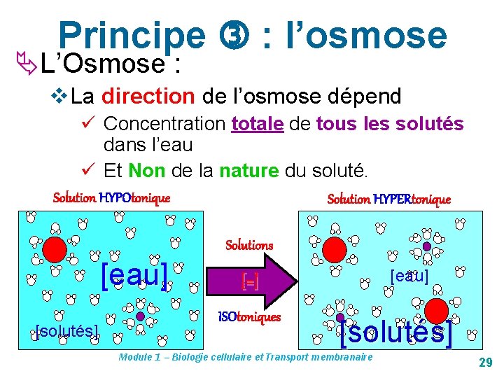 Principe : l’osmose L’Osmose : v La direction de l’osmose dépend ü Concentration totale