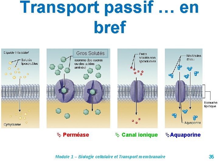 Transport passif … en bref Gros Solutés Perméase Canal ionique Aquaporine Module 1 –