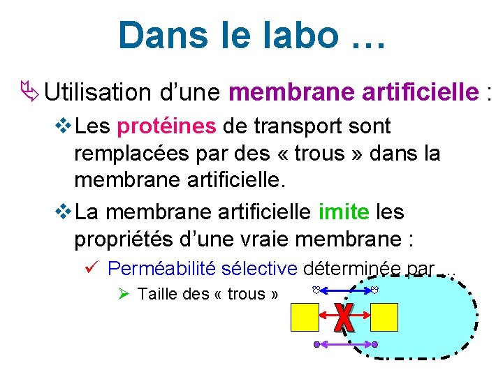 Dans le labo … Utilisation d’une membrane artificielle : v Les protéines de transport