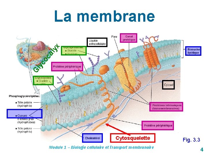 Gl yc oc al yx La membrane Cytosquelette Module 1 – Biologie cellulaire et