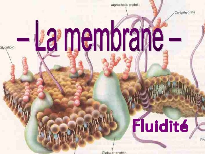 Fluidité 