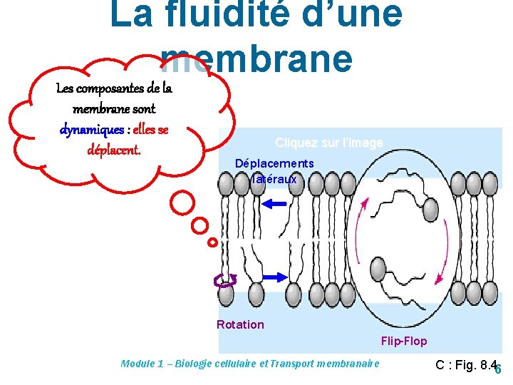 La fluidité d’une membrane Les composantes de la membrane sont dynamiques : elles se