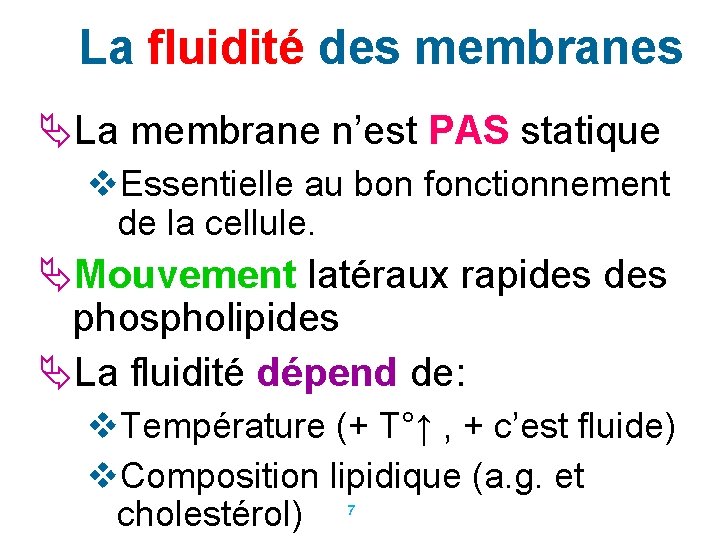 La fluidité des membranes La membrane n’est PAS statique v. Essentielle au bon fonctionnement